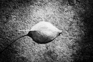 A fallen leaf on a cement floor.