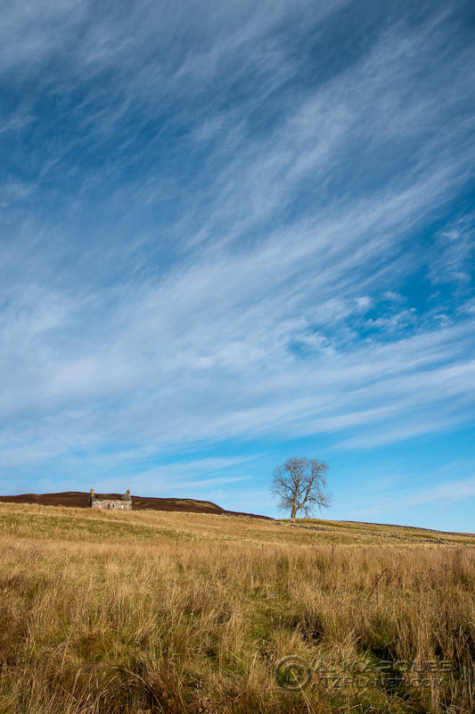 The Old House and the Tree, Pitlochry, Scotland