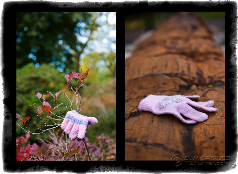 Lost in Duplication - Lost gloves at the Royal Botanic Garden in Edinburgh